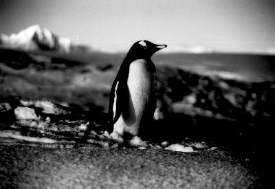 Gentoo Penguins on Humble